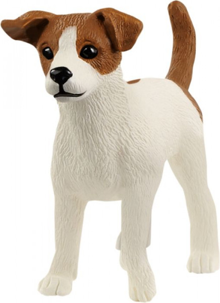 Jack Russell Terrier | 13916