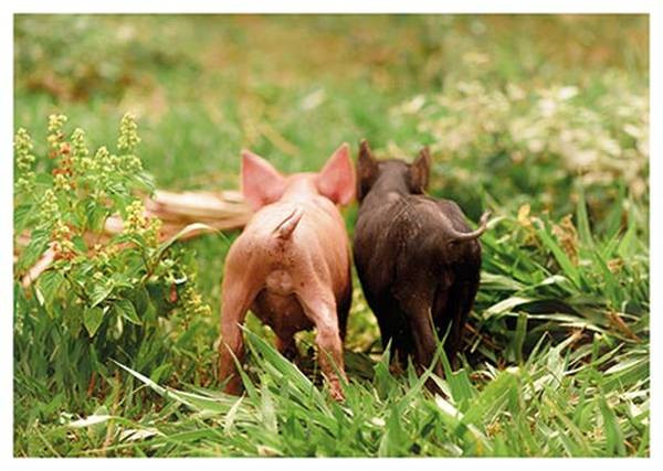 Rannenberg und Friends | Postkarte "Ein Brauni und ein Pinki"